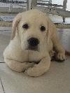 coquki